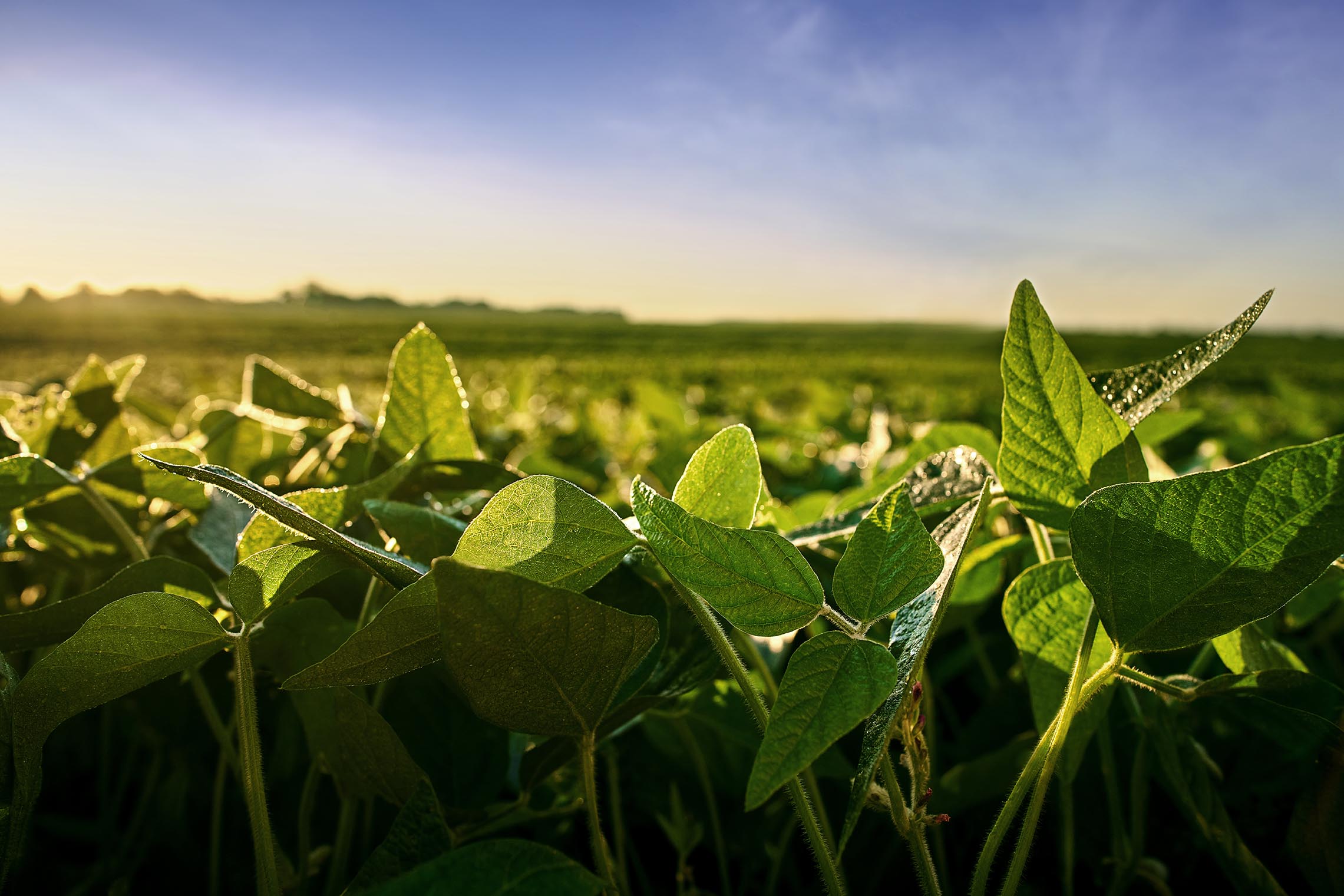 Sunrise over a field