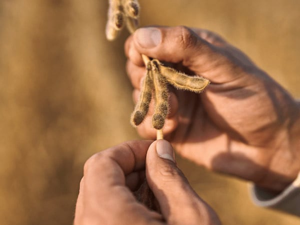 Looking a soybean plant at sunset